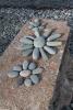 For some, any rock on our Lake Superior beach is a favorite. Photo by Rhonda Silence